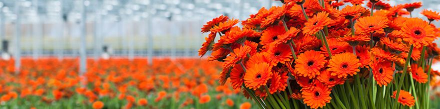 bloemengroothandel-1