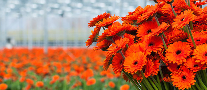 bloemengroothandel-1