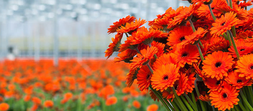 bloemengroothandel-1