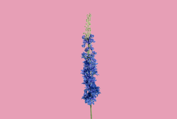 Submenu Delphinium Test