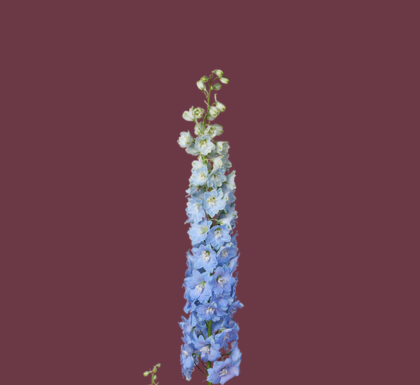Delphinium