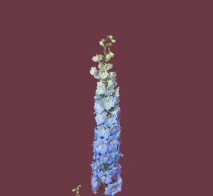 Delphinium