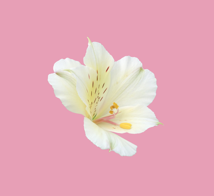 Submenu Alstroemeria Test