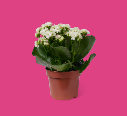 Kalanchoe