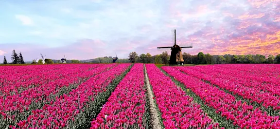 Bloemengroothandel Holland