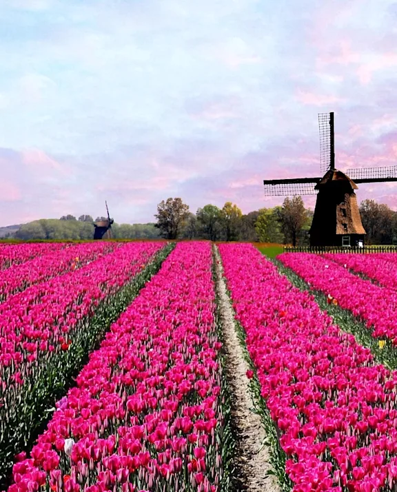 Bloemengroothandel Holland