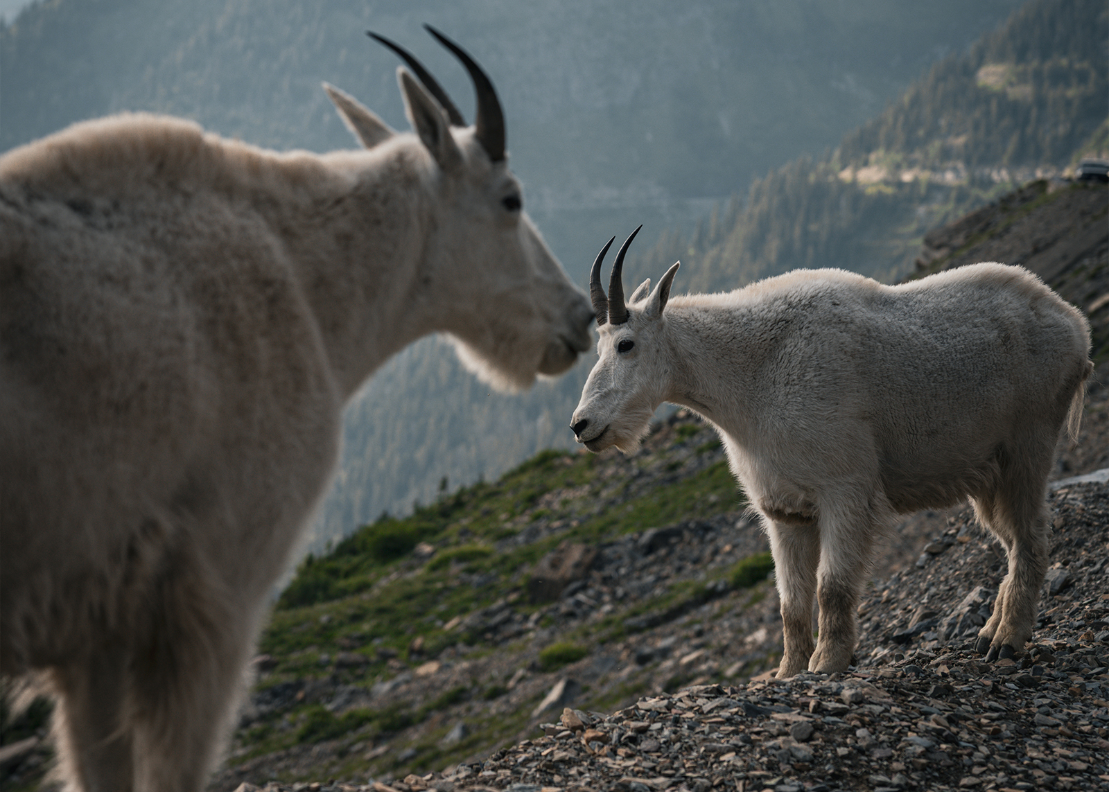 Two mountain goats face each other on a rocky slope with forested mountains in the background.