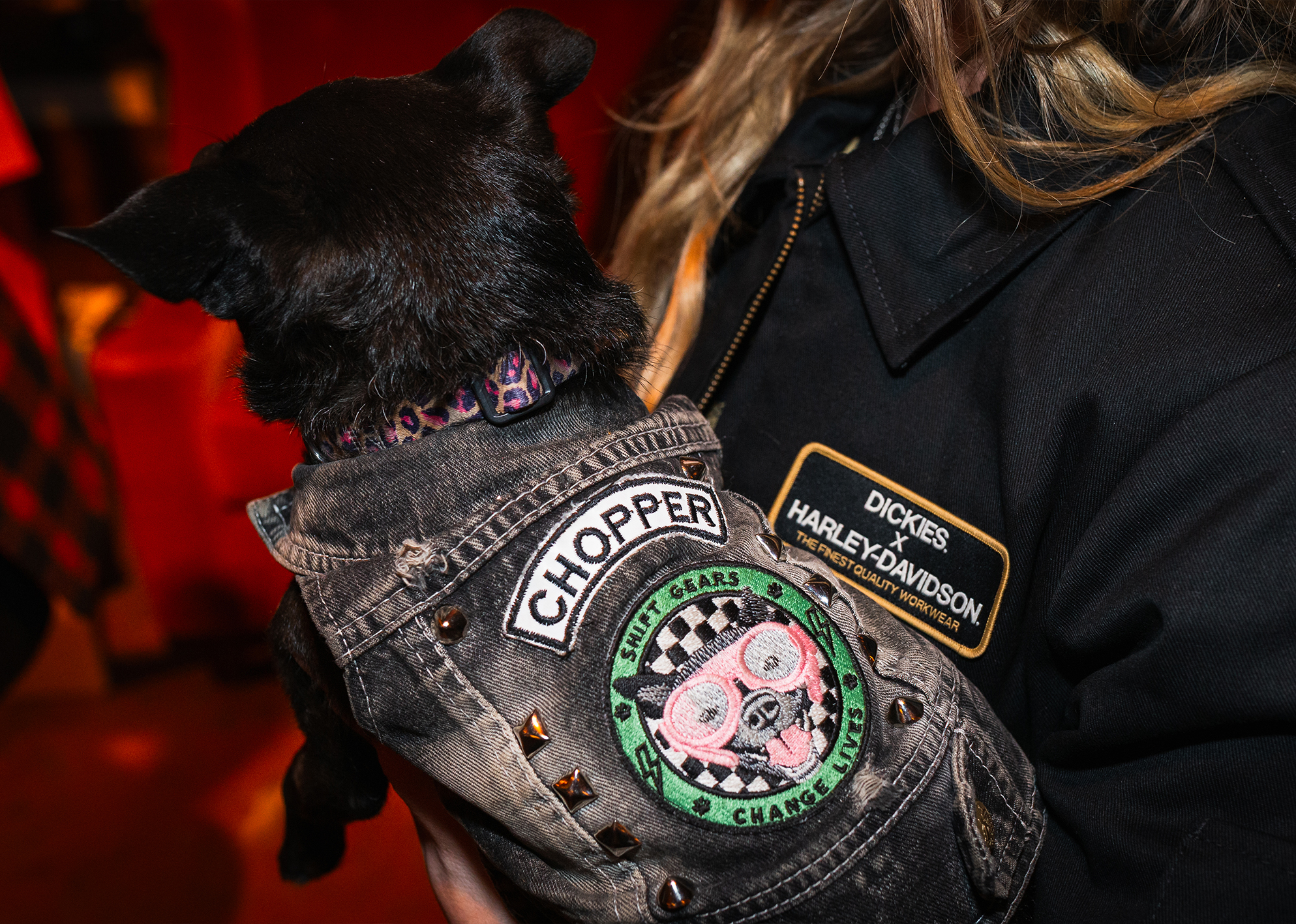 A small black dog in a denim jacket with chopper patches and brown studs is held by a woman in an H-D x Dickies jacket.