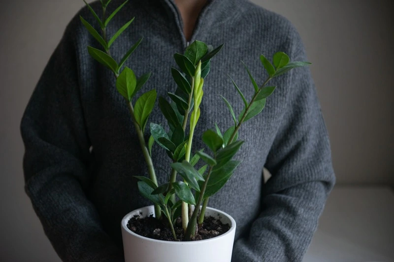 person-wearing-grey-sweater-holding-plant-zamiocul-2023-11-27-04-49-25-utc
