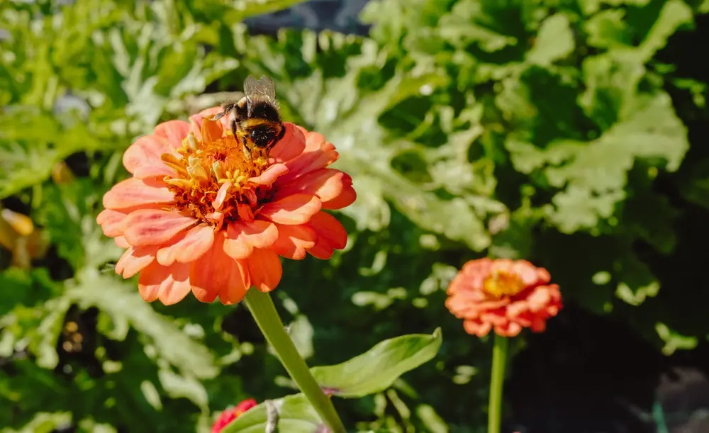 How Rooftop Gardens Are Helping Bees Survive in London