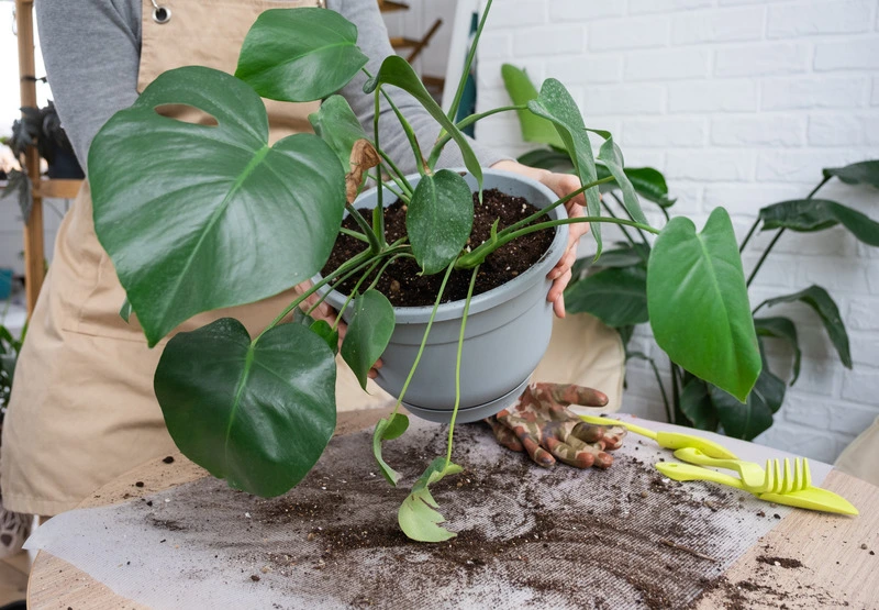 repotting-a-home-plant-philodendron-monstera-delic-2023-11-27-05-27-48-utc