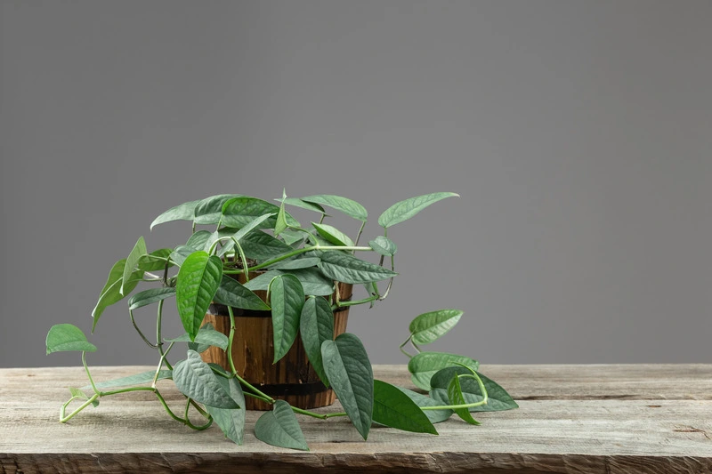 epipremnum-pinnatum-cebu-blue-plant-on-the-table-2023-11-27-04-59-24-utc