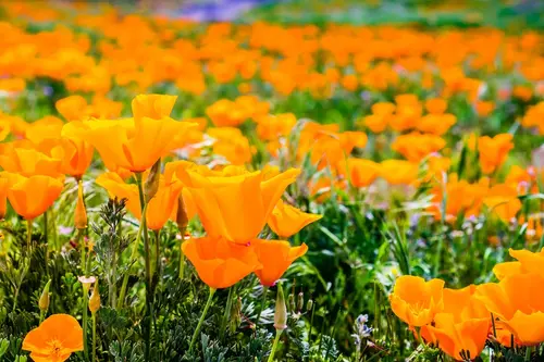 close-up-of-california-poppies-field-2023-11-27-05-08-14-utc-2-2