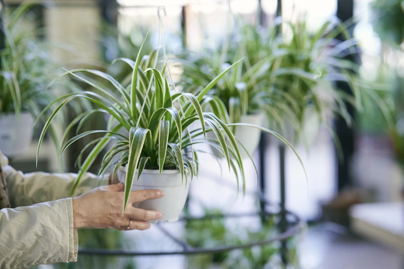 Best Plants for The Office: Aesthetic and Functional Benefits