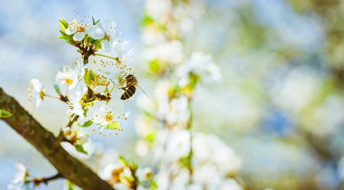 closeup-of-a-honey-bee-gathering-nectar-and-spread-2023-11-27-05-22-23-utc-2
