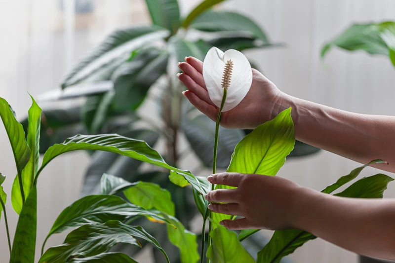 woman-care-of-houseplants-holding-spathiphyllum-f-2023-11-27-05-13-44-utc