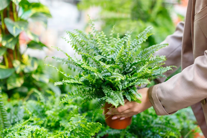 woman-choosing-potted-plant-lush-nephrolepis-fern-2023-11-27-05-25-32-utc