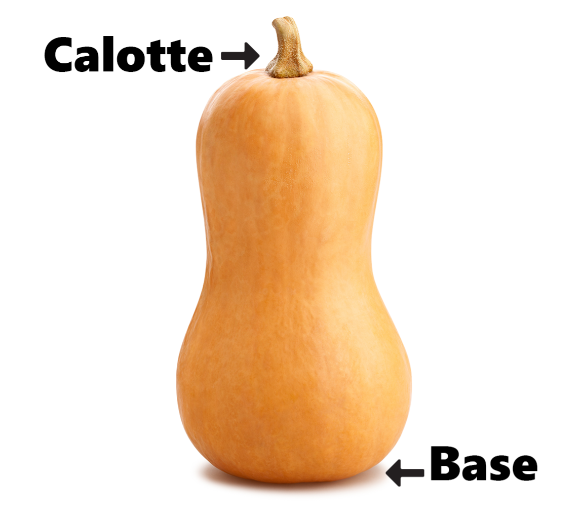 Photo d’une courge musquée. Une flèche indique l’emplacement de sa calotte. Une autre flèche pointe la base de la courge.  