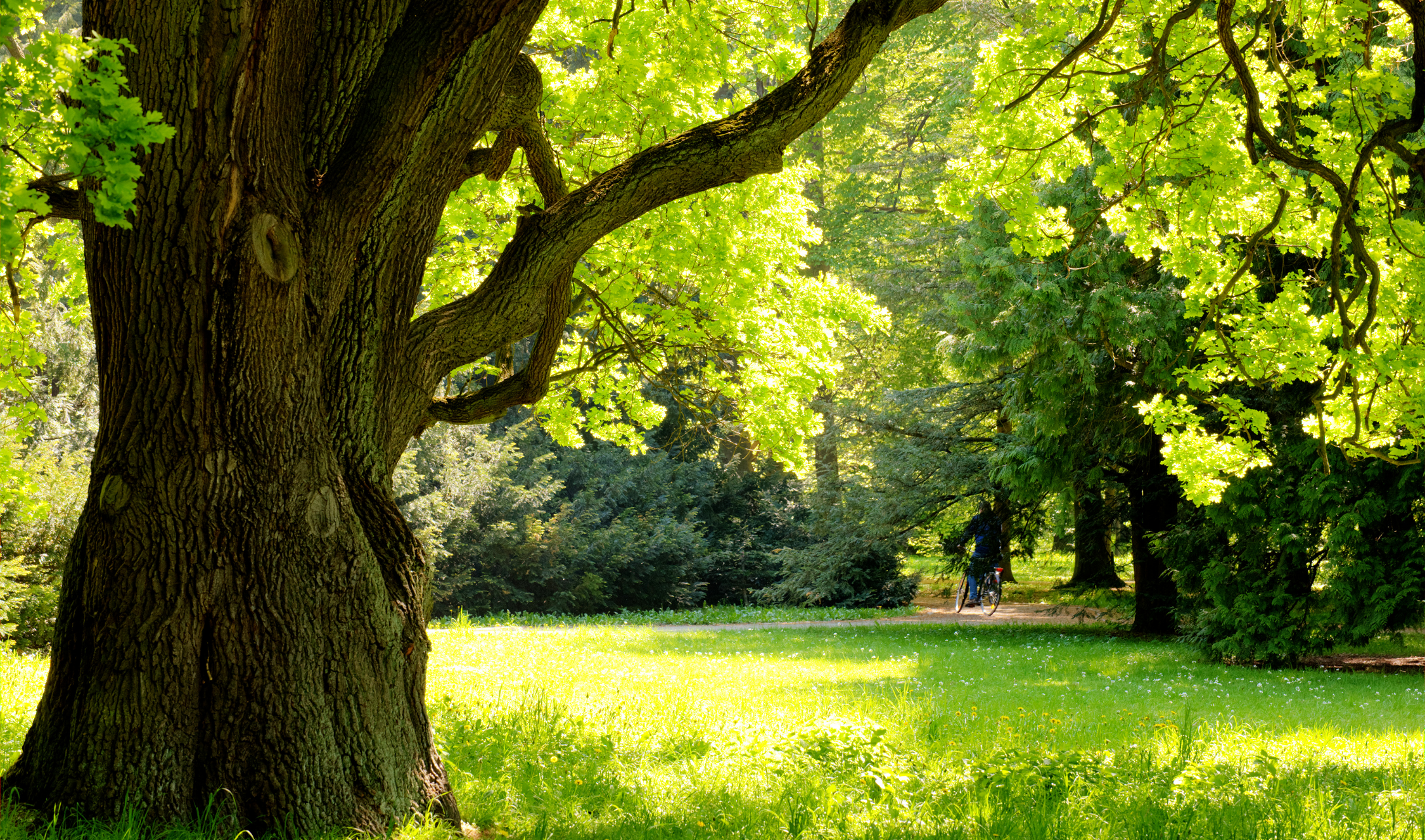 Photo d’un arbre dans un parc.