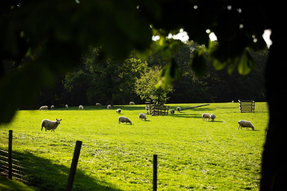 Working farm at Alderley Park