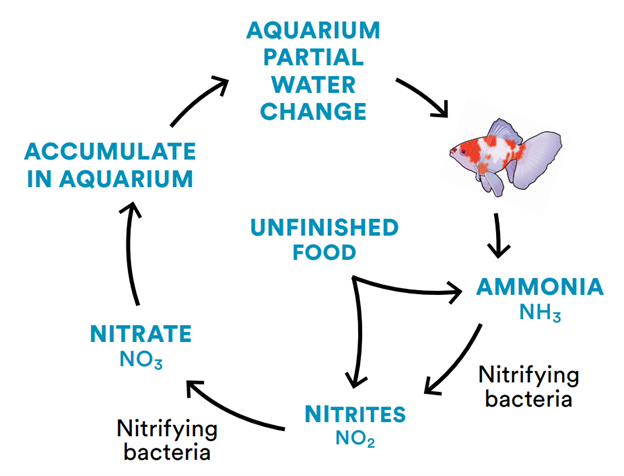 Nitrogen cycle1