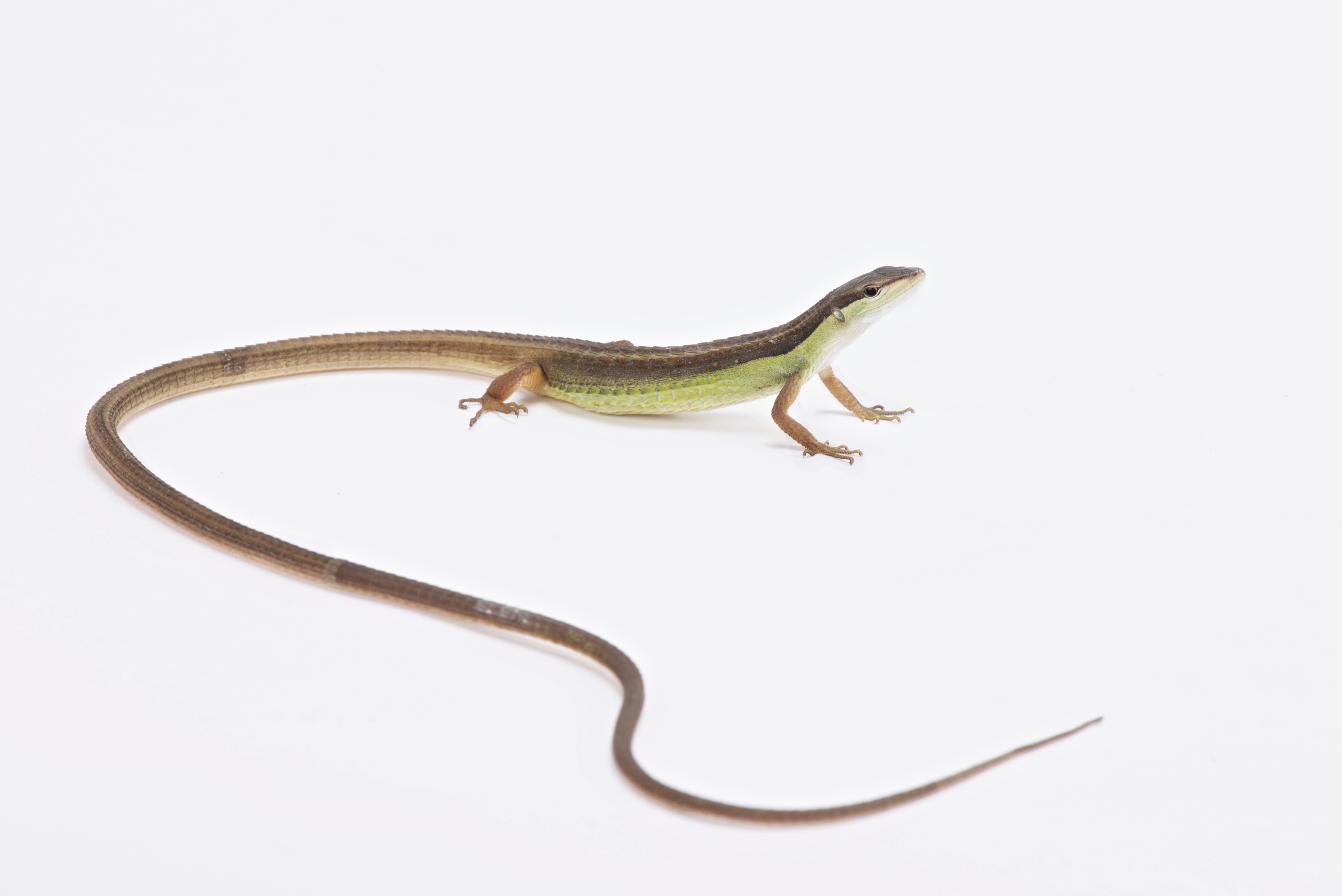 AdobeStock 116048466