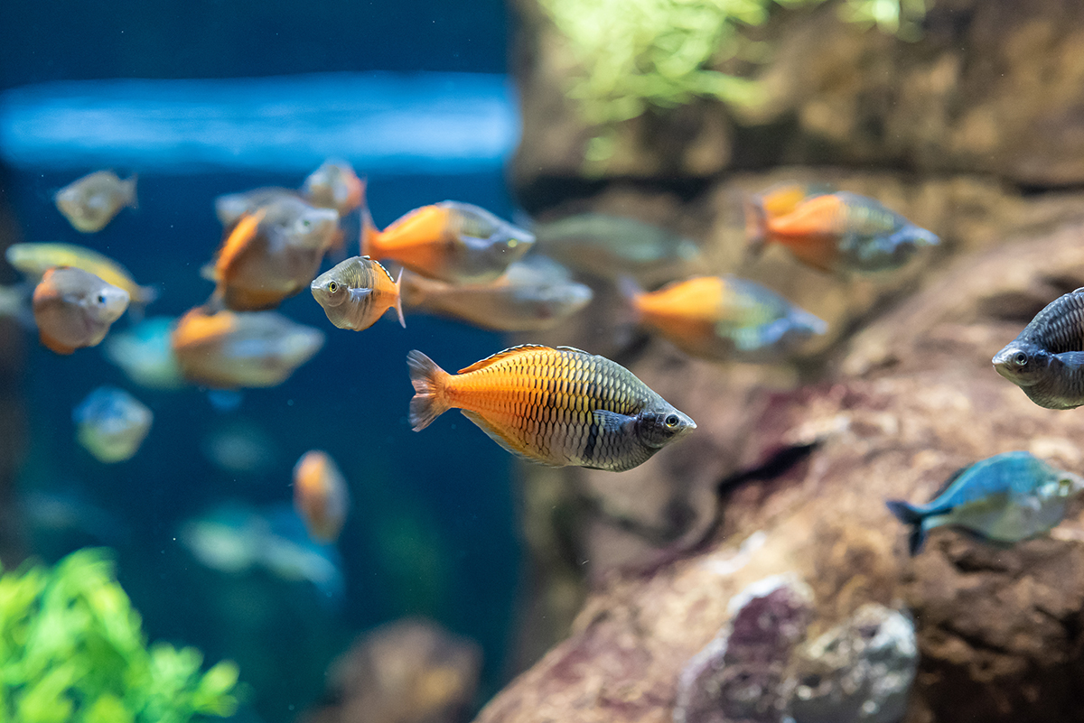 AdobeStock 449070330 copy sec4