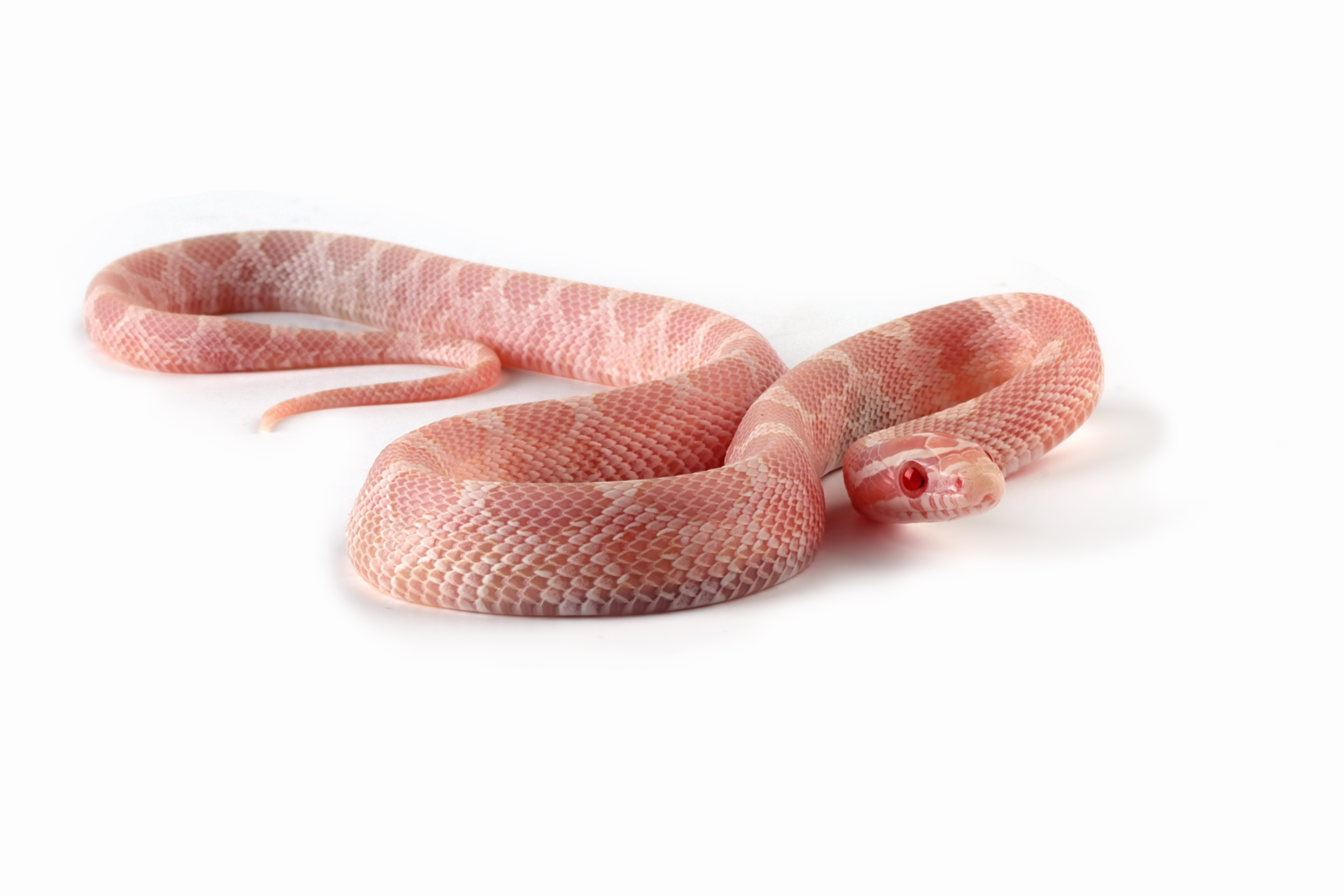 AdobeStock 645310810