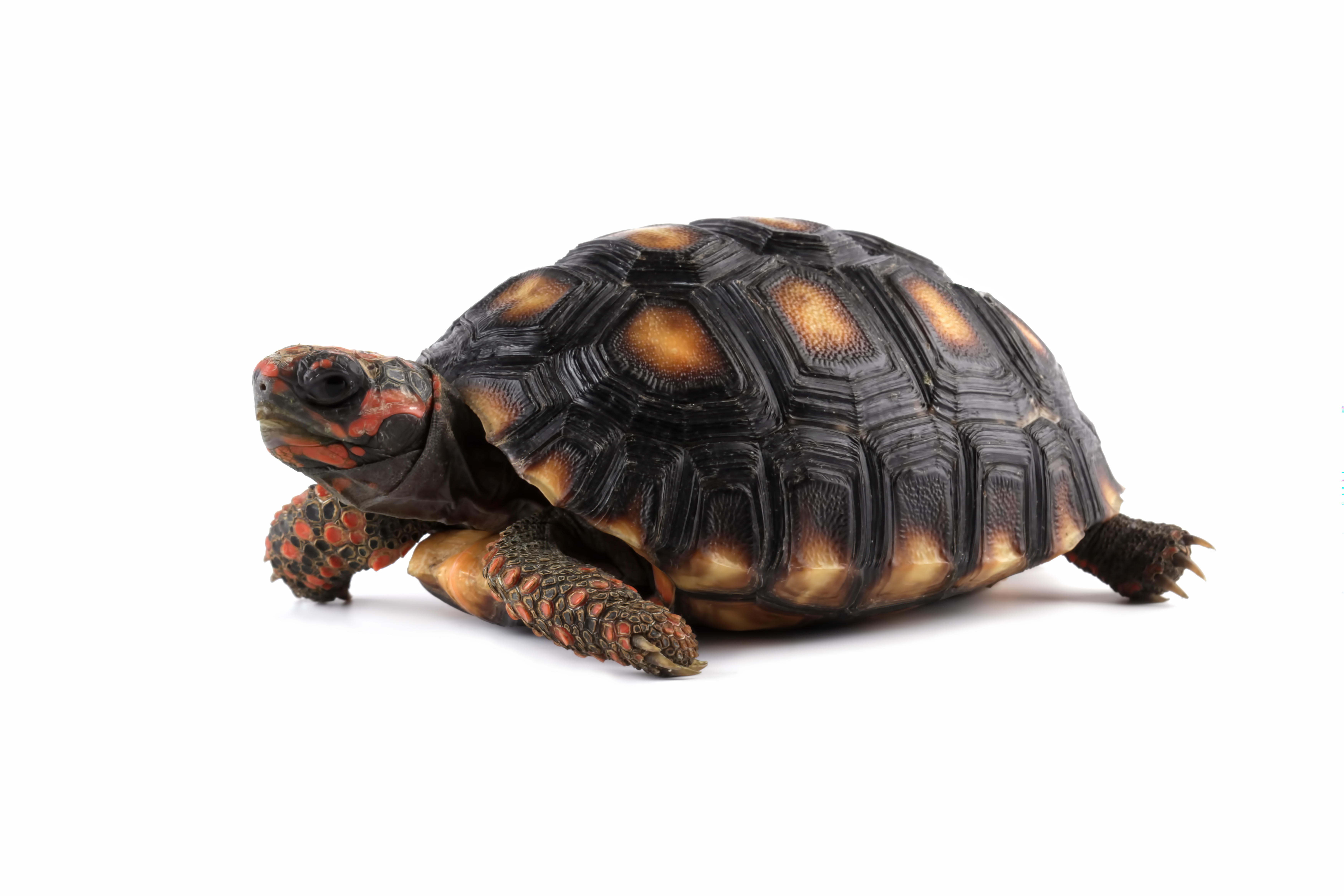 AdobeStock 958014699