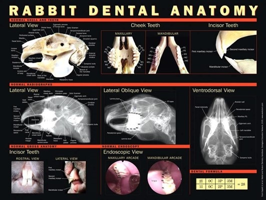 Rabbit-Dental-Anatomy-chart-2