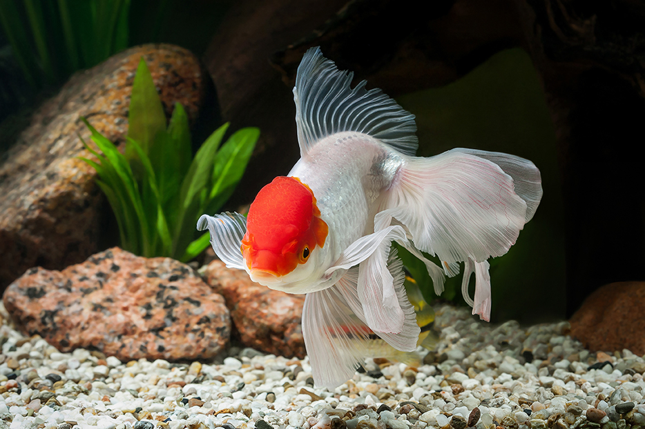 AdobeStock 104803950 copy sec2