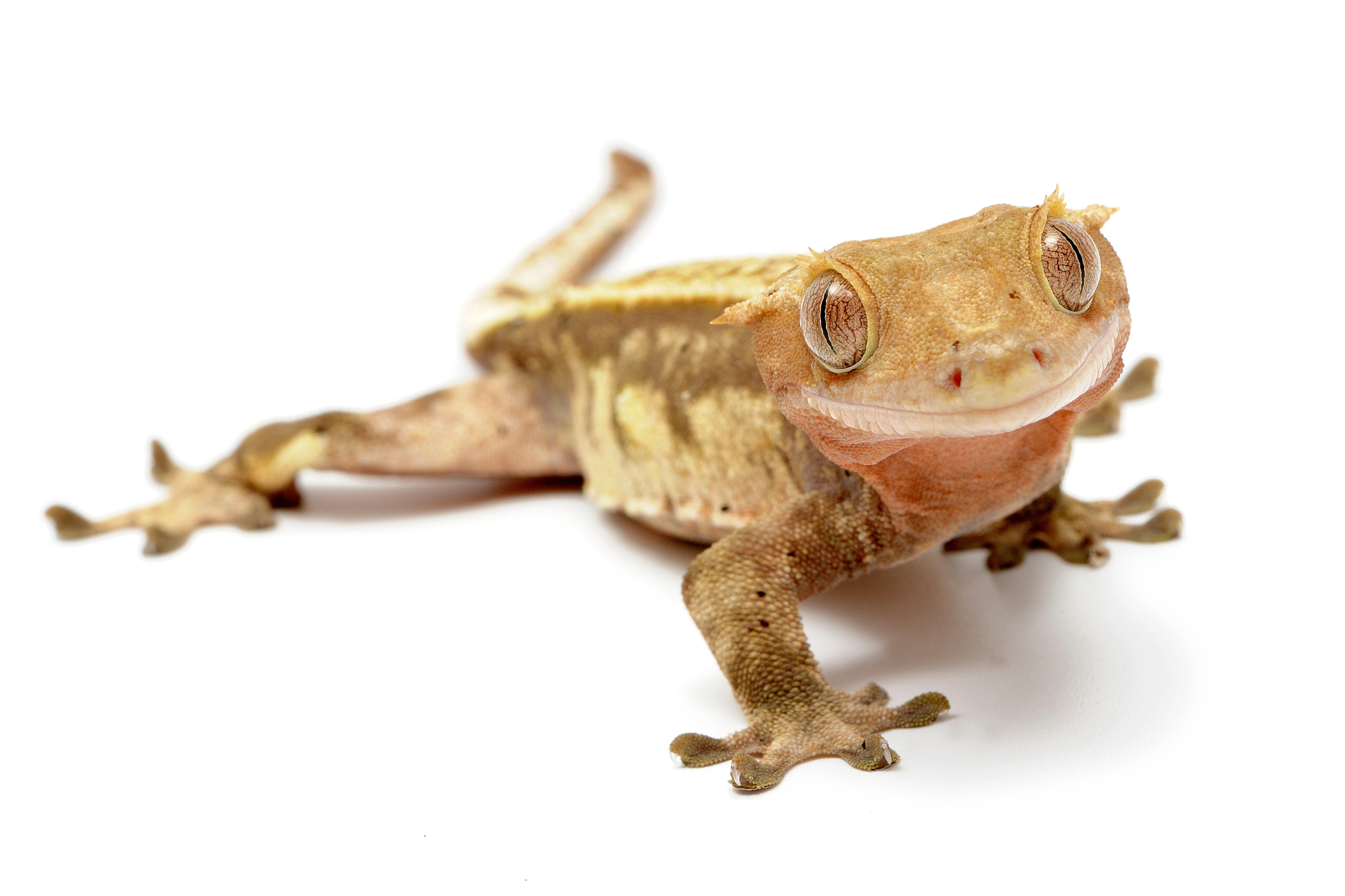 AdobeStock 462594882