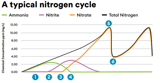 Nitrogen cycle2