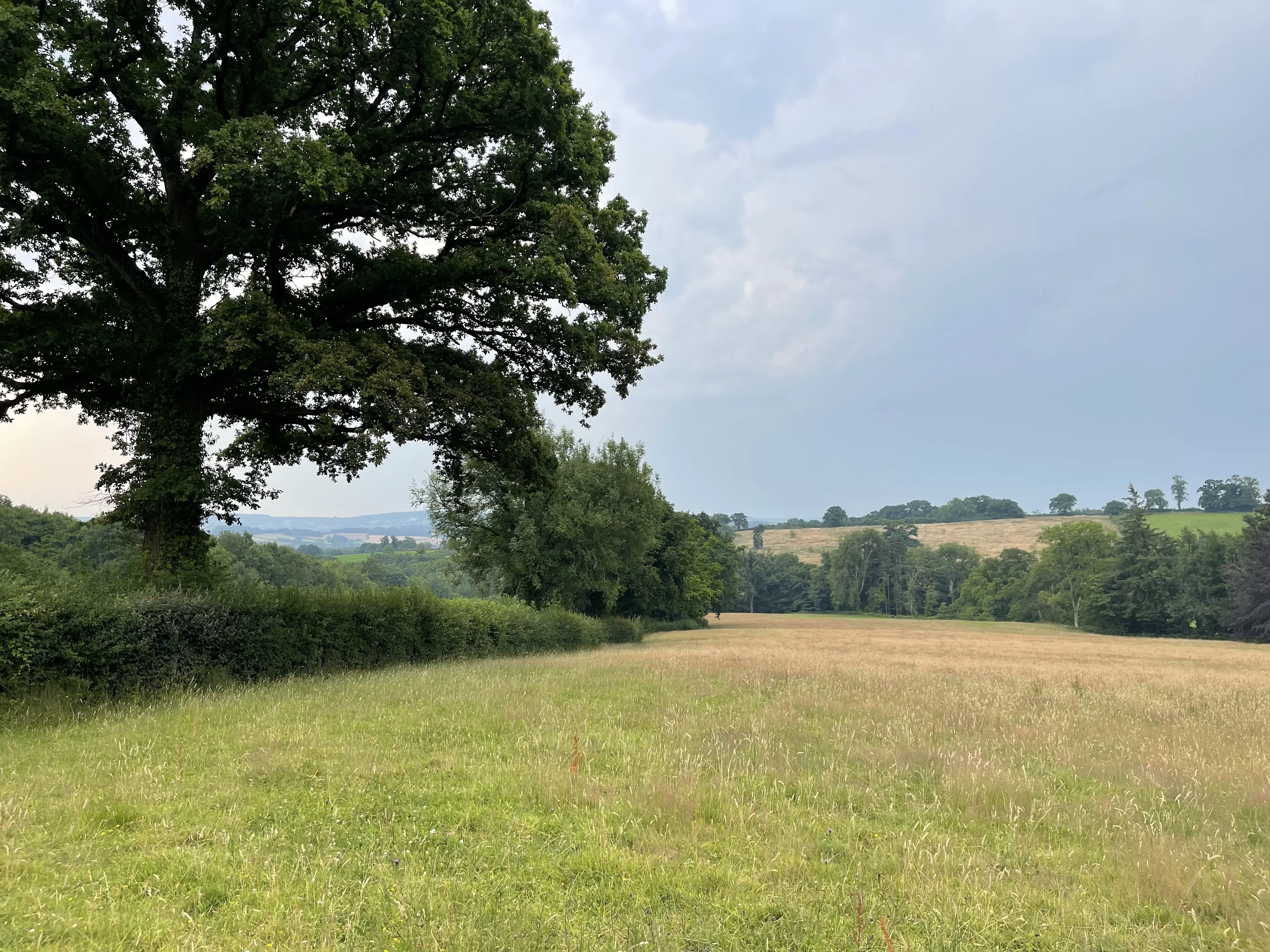 Woodland creation for biodiversity 