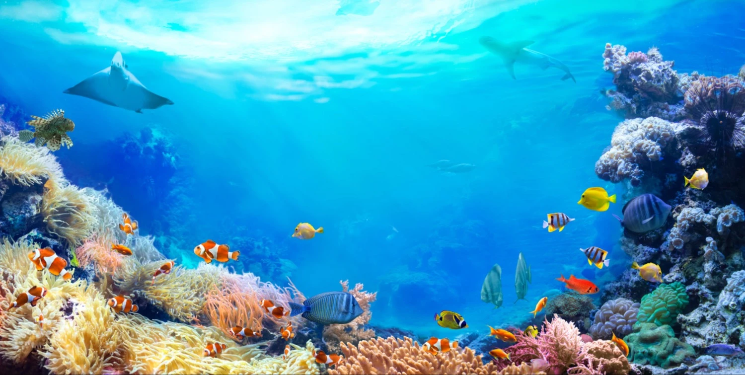 Under the sea 