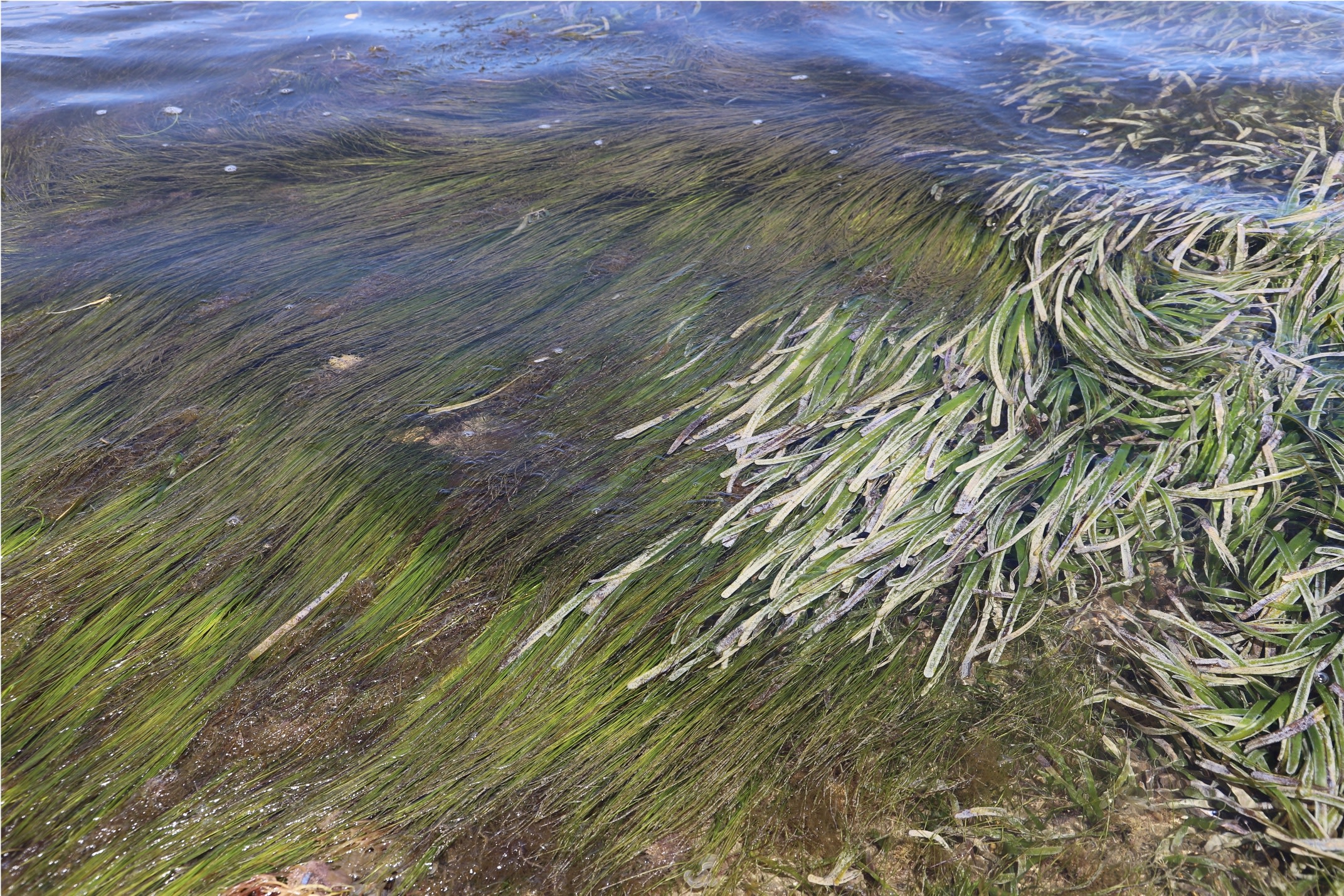 Seagrass as a wonder plant image 