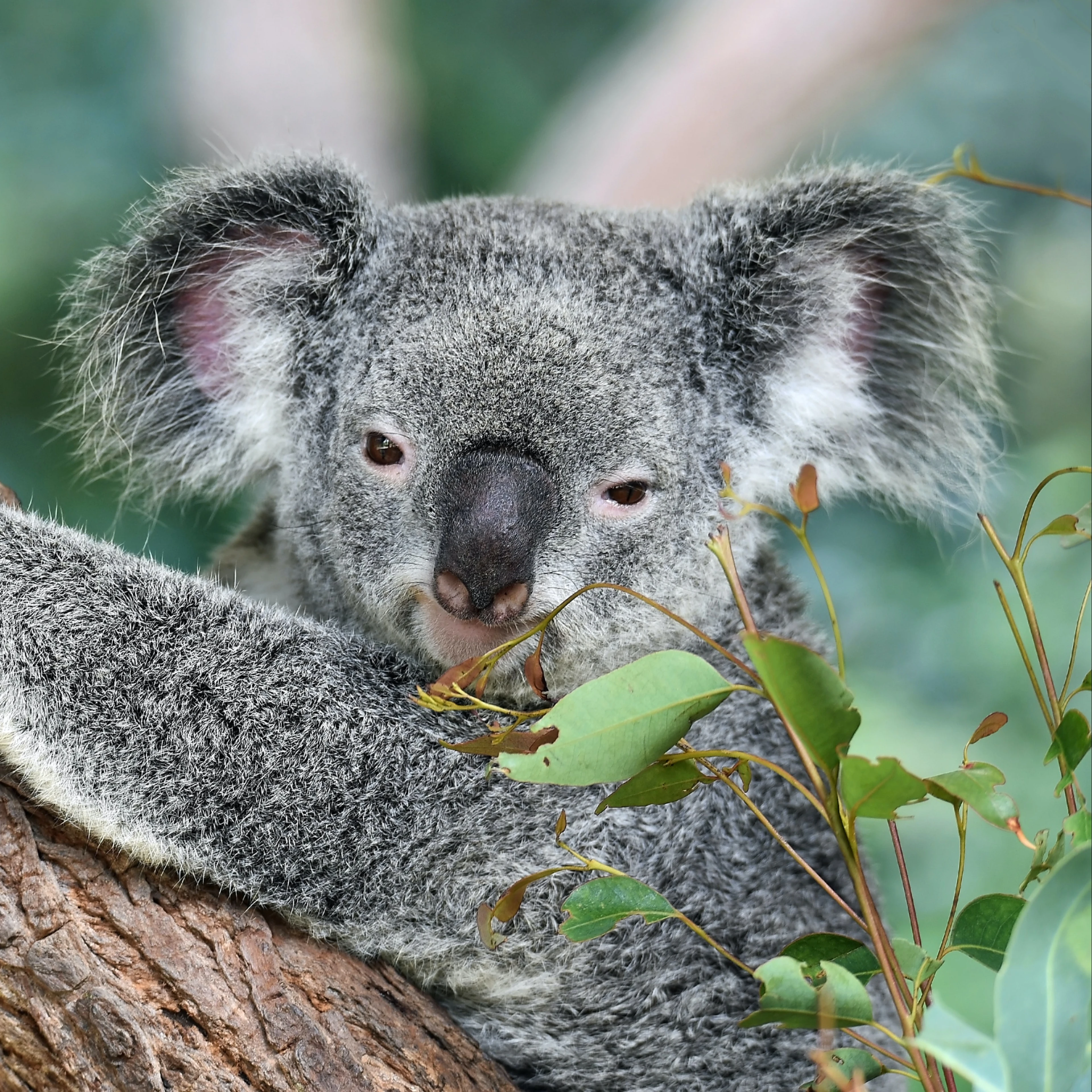 Australia's NDC update