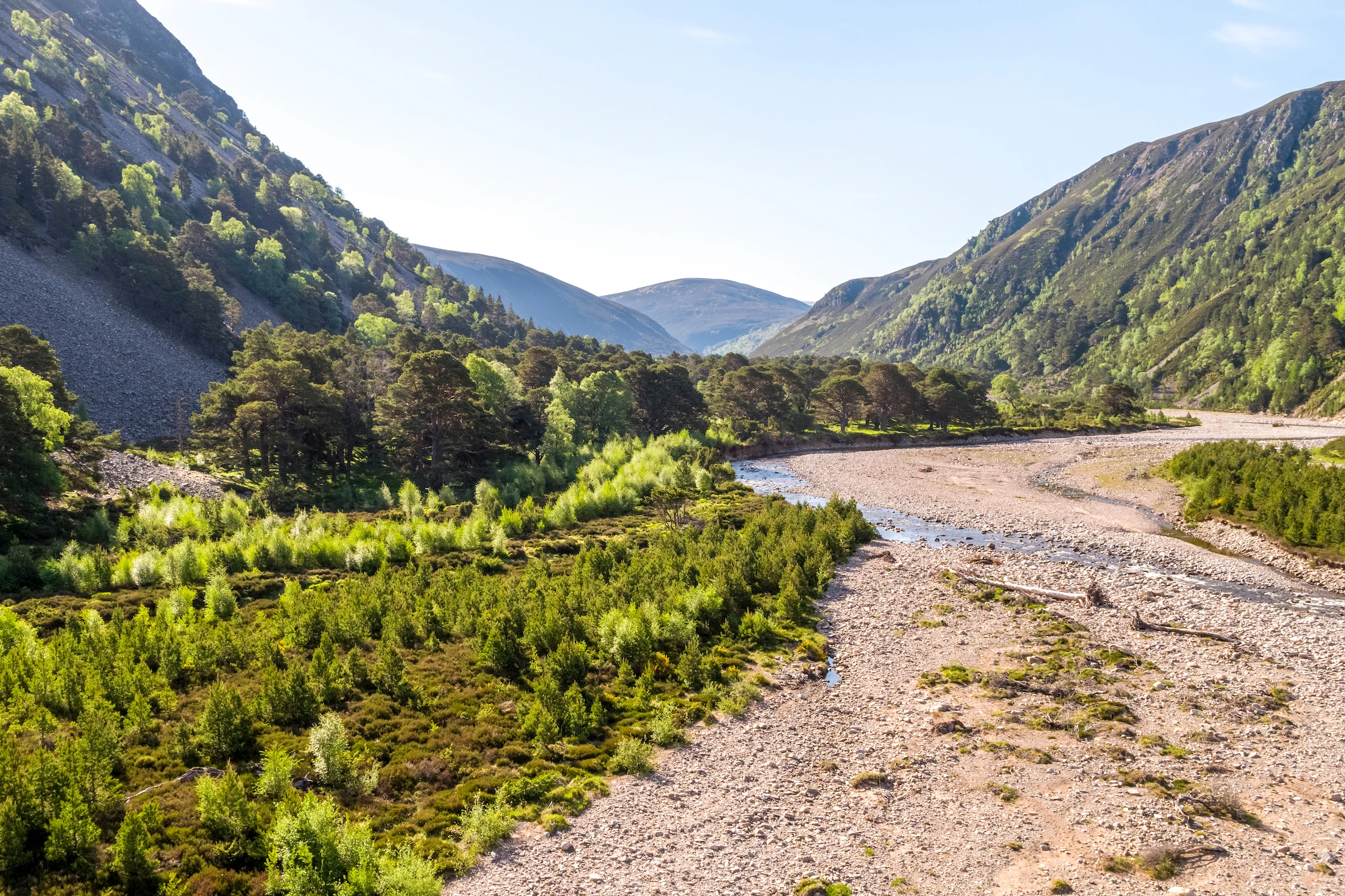 Rewilding in Scotland 