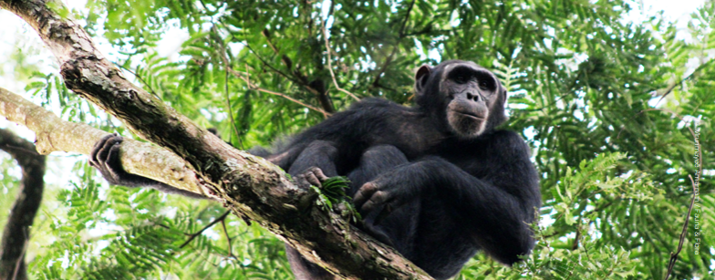 Developing chimpanzee corridors in Uganda