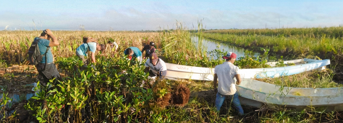Mangrove Restoration - Mexico