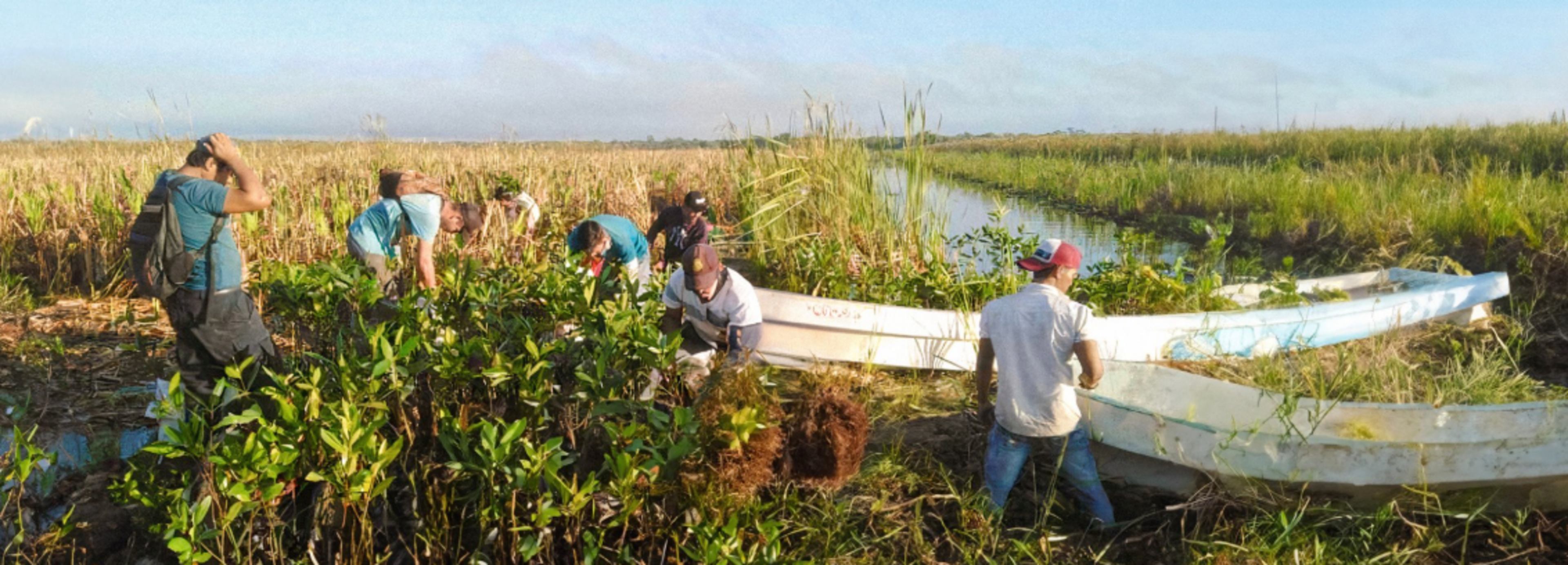 Mangrove Restoration - Mexico