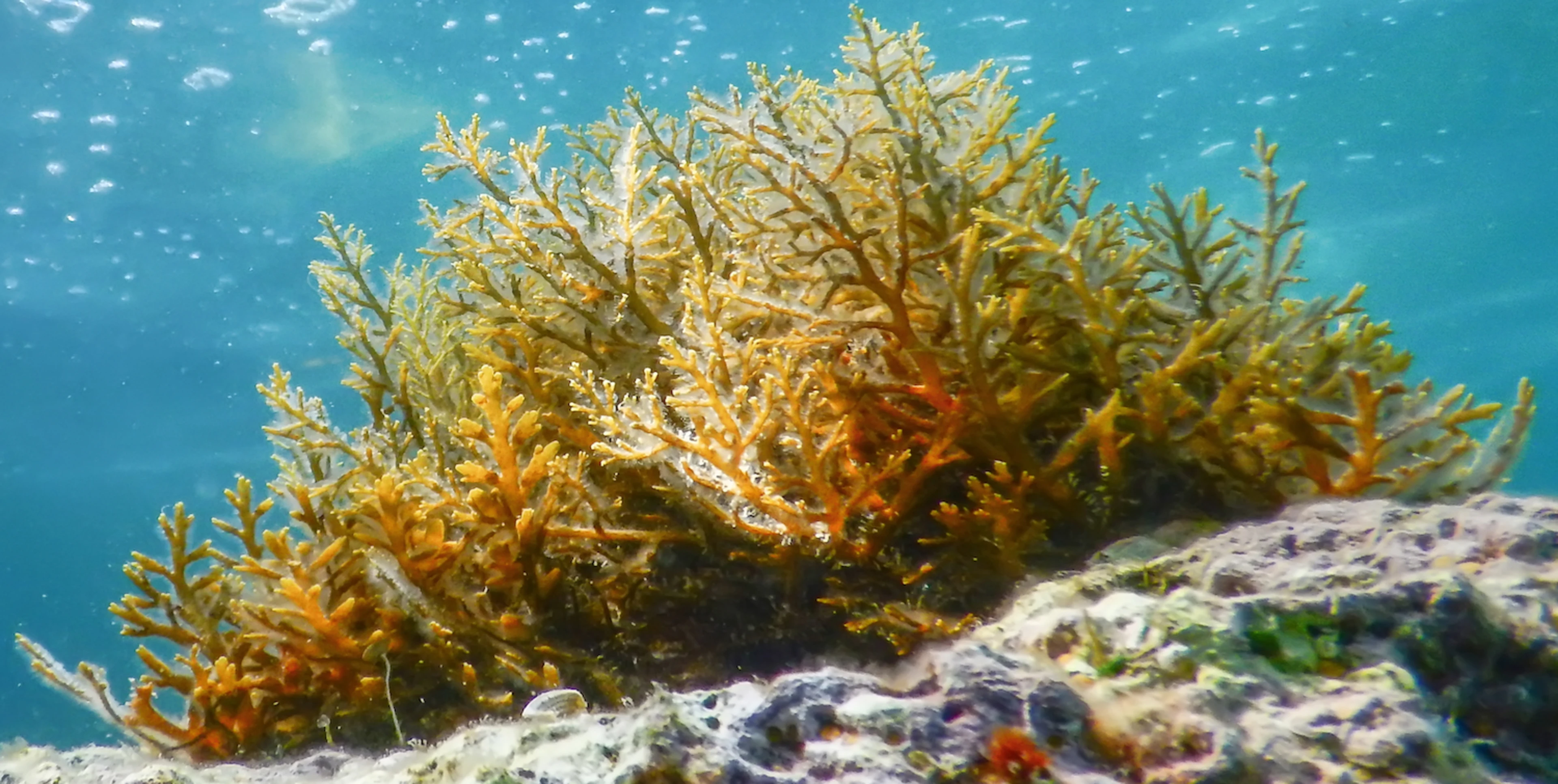 What Animals Eat Seaweed In The Ocean What Animals Eat Seaweed In The Ocean