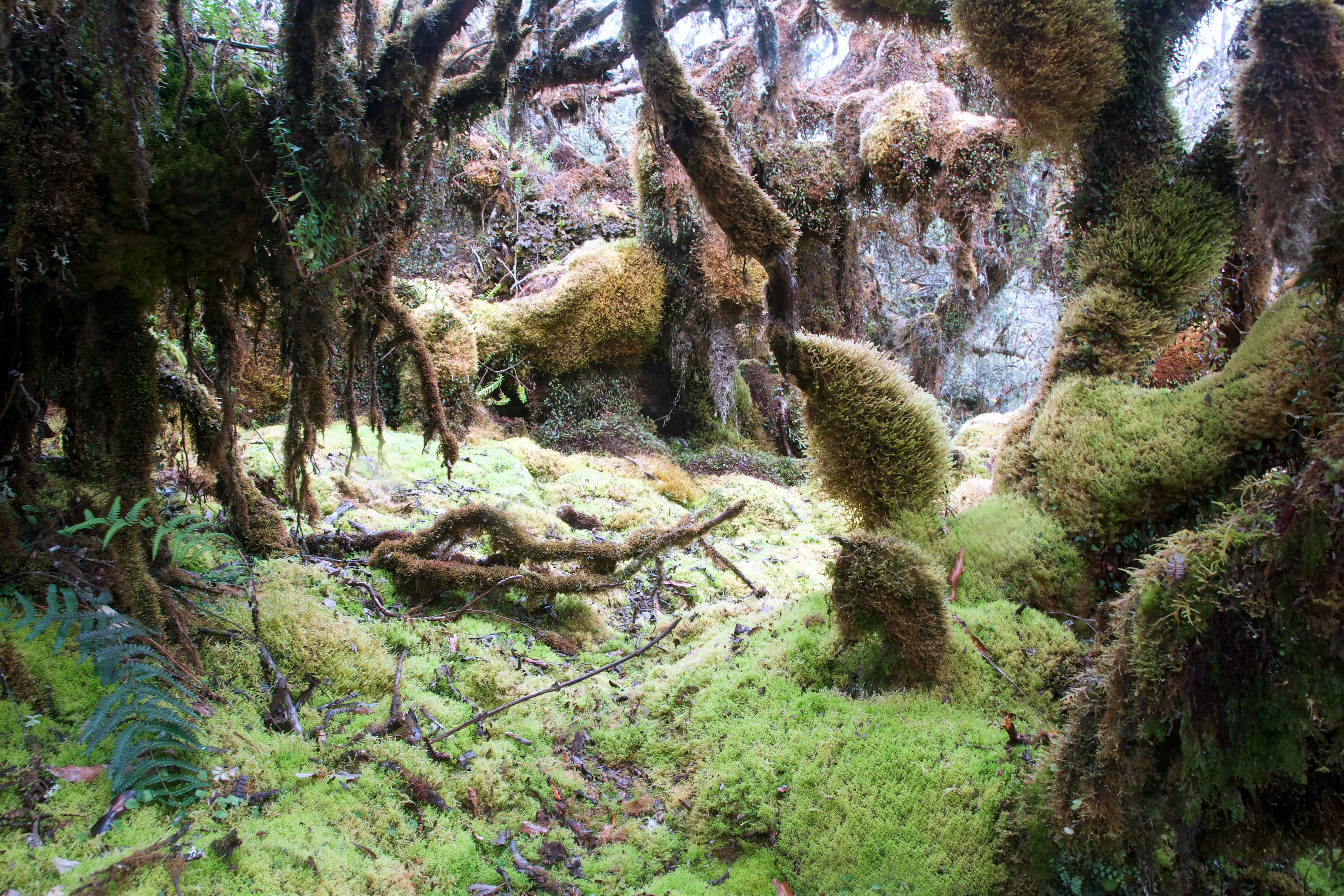 Global Forest Generation Body Image
