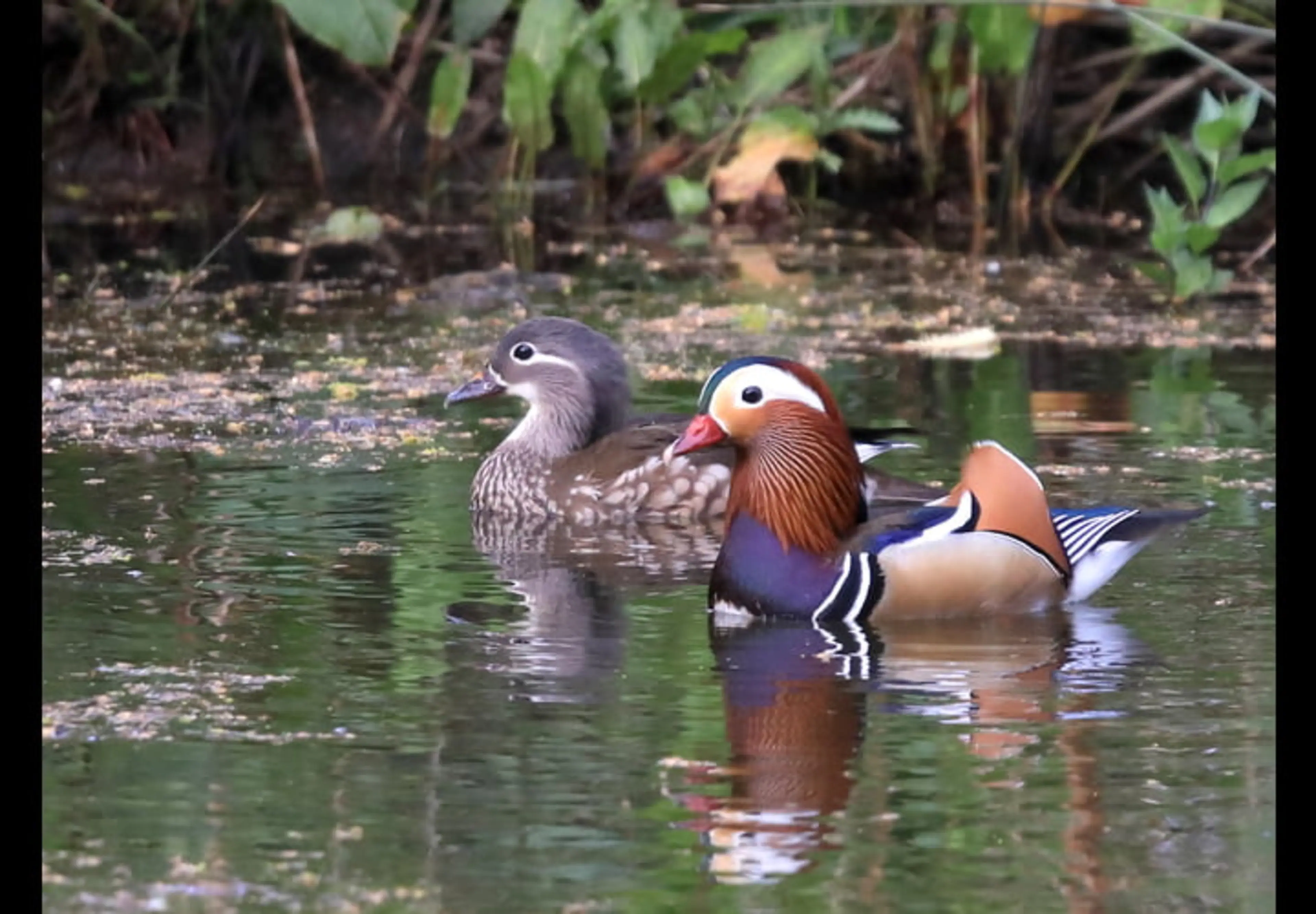 Ducks in lake at Darlands, Barnet. Photo taken from the Darlands Conservation Trust website. Photo by Carolyn Collins.