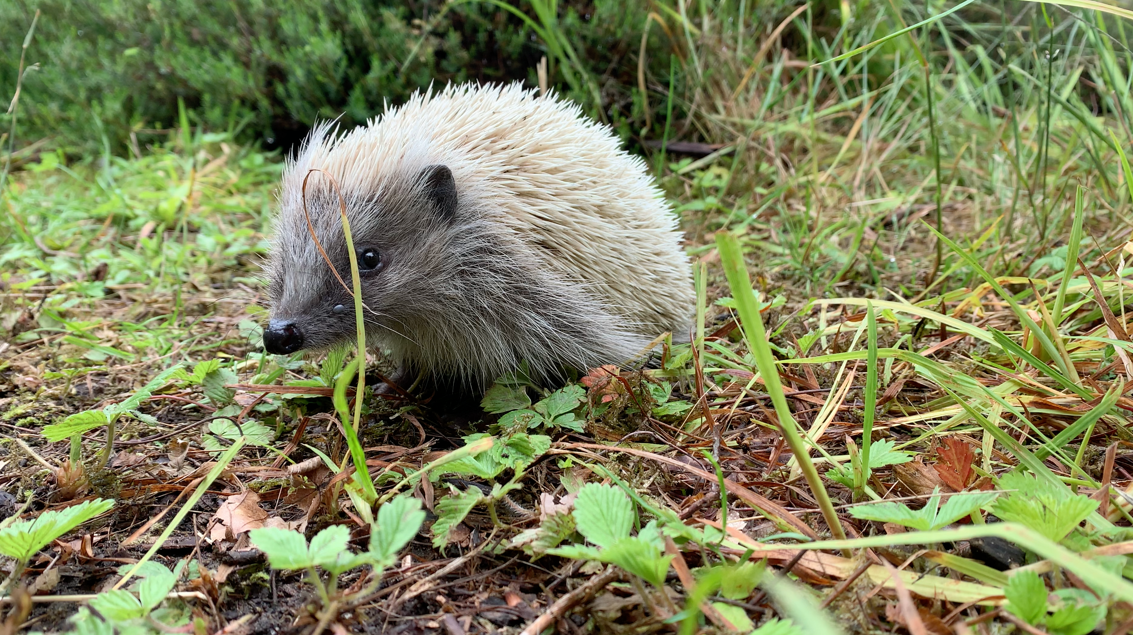 Hero image for Tilde interview 