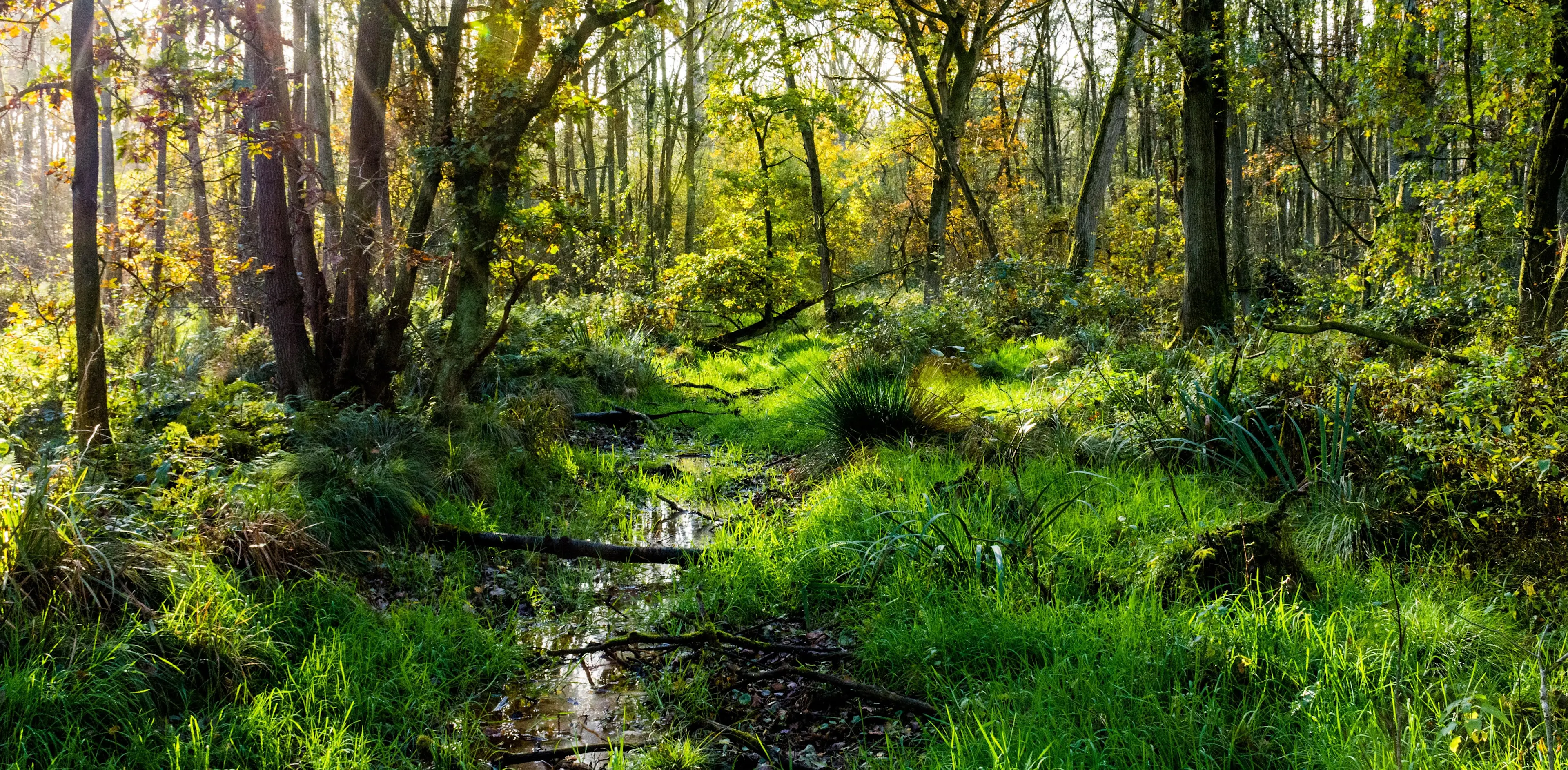 Peatland Restoration