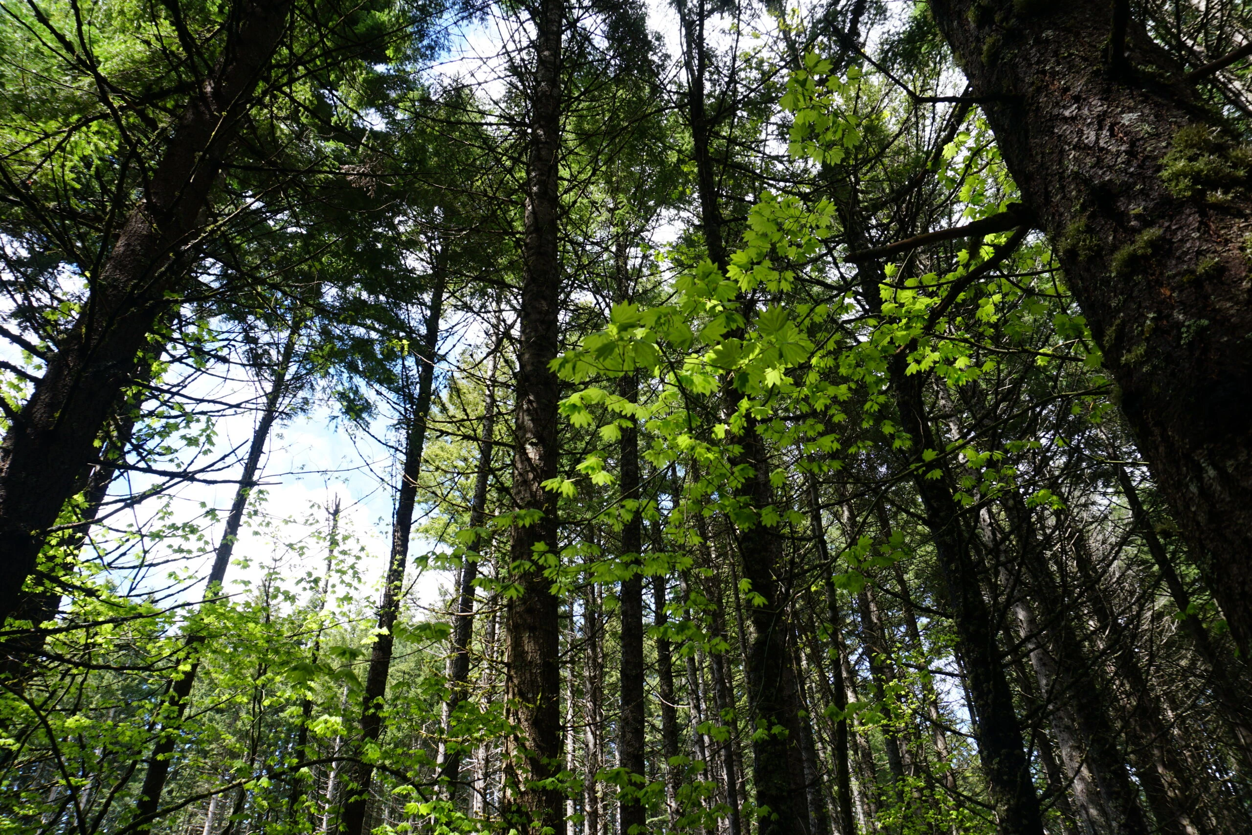 Hood River Tree Farm - Oregon