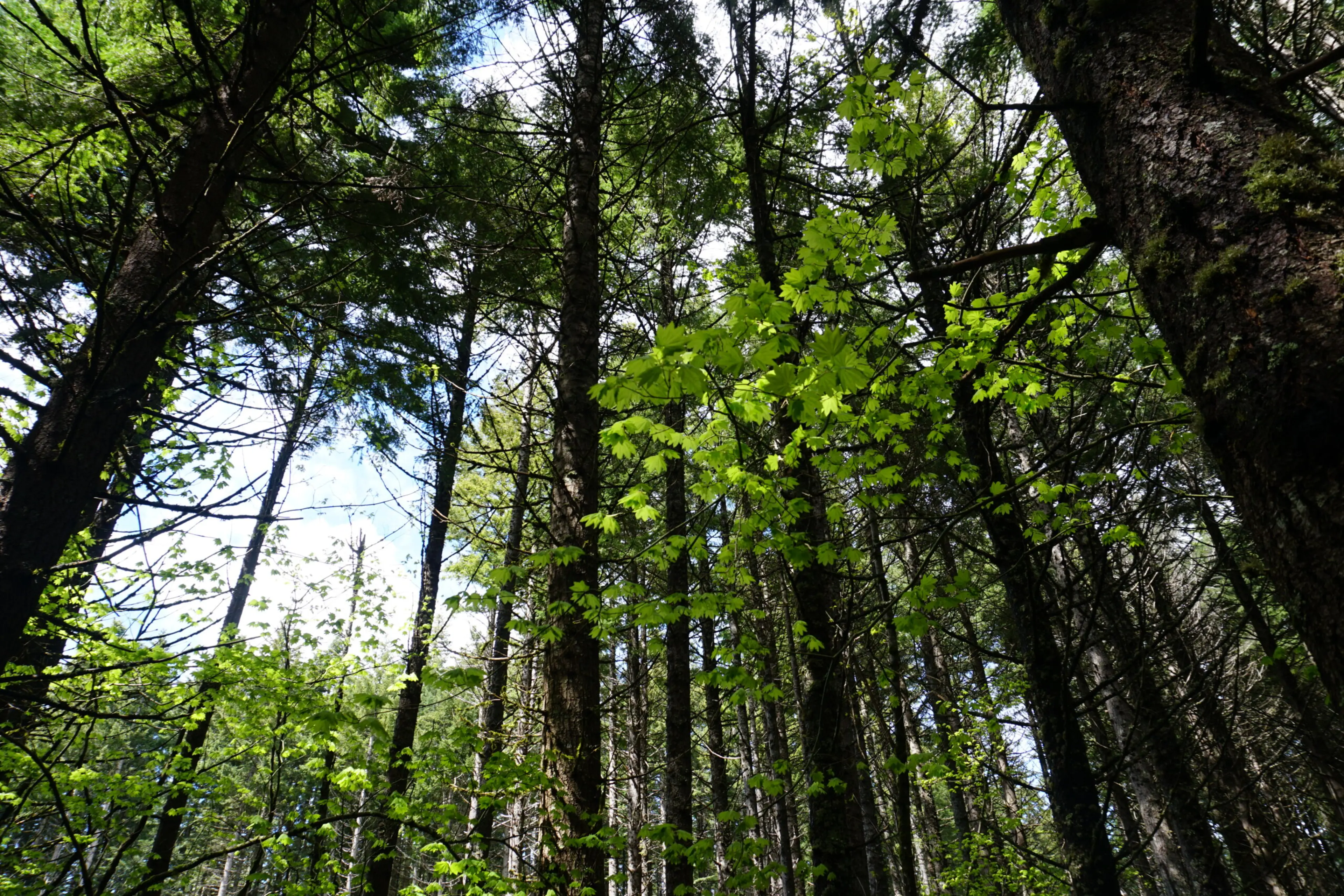 Hood River Tree Farm - Oregon