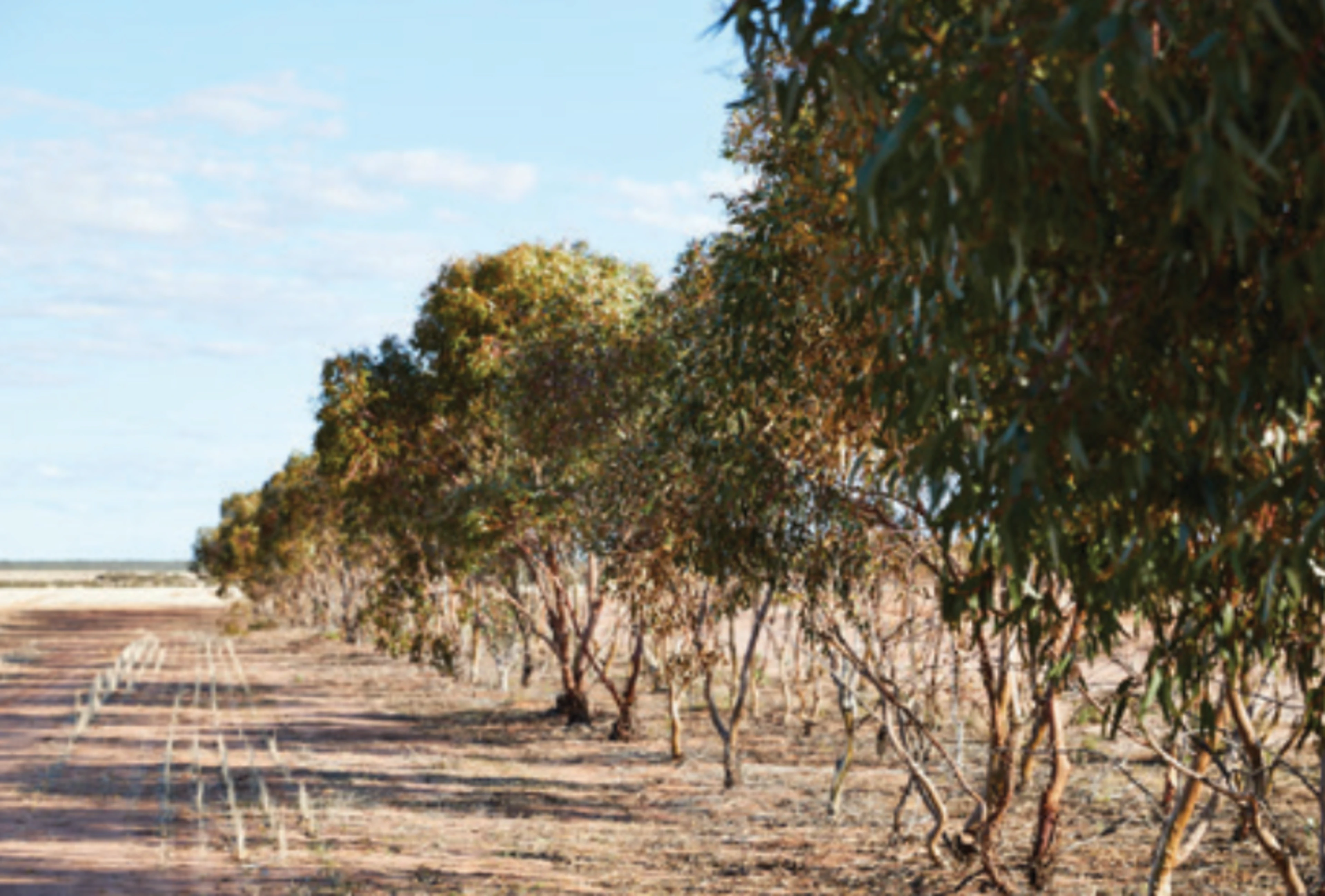 Terrestrial Storage of Biomass Australia