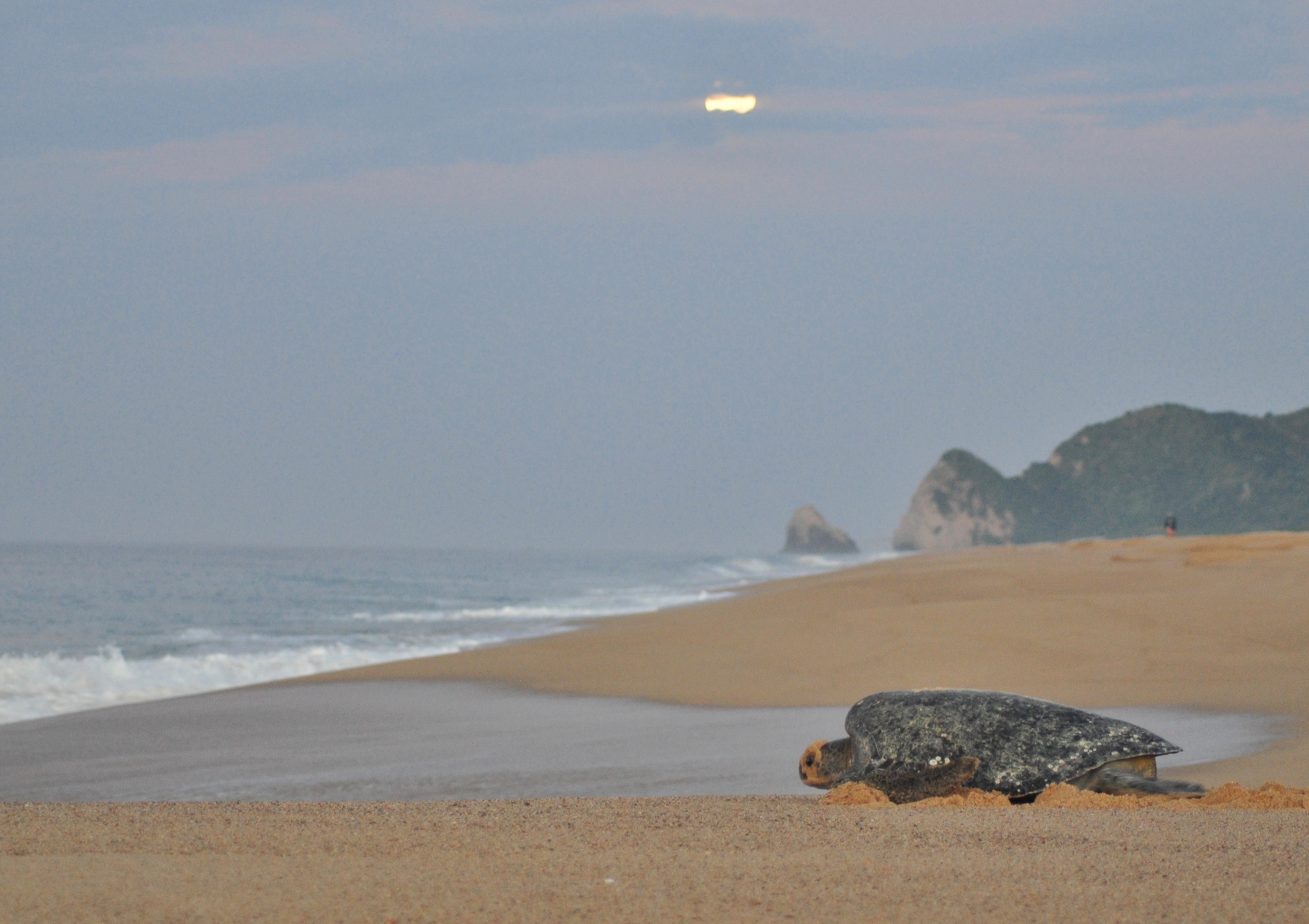 Why did we choose it image 